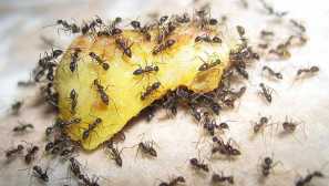 Murani pro mravence, jak si vybrat? Vlastnosti postupu pro sledování žen, mužů a pracovníků mravenců